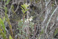 Gaultheria reticulata image