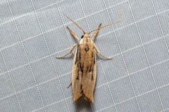 Pilostibes basivitta