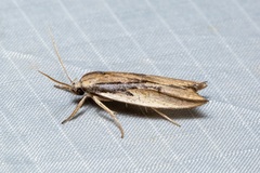 Pilostibes basivitta