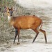 Northern Red Muntjac - Photo (c) rosshall, some rights reserved (CC BY-NC)