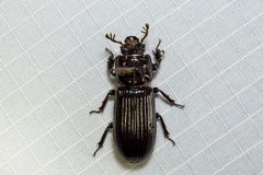 Aulacocyclus