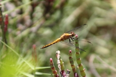 Erythrodiplax connata