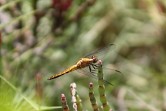 Erythrodiplax connata