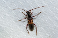 Coptocercus rugicollis