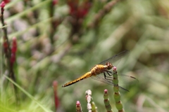 Erythrodiplax connata