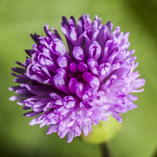 Medium