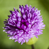 Lilac Tasselflower - Photo (c) Philip Thomas, some rights reserved (CC BY-NC), uploaded by Philip Thomas