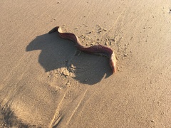 Gymnothorax cribroris