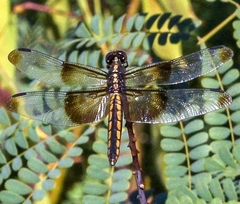 Libellula luctuosa