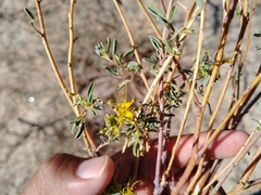 Cleomella palmeri