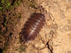 Porcellio obsoletus
