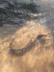 Gymnothorax cribroris