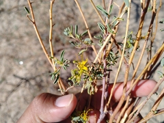 Cleomella palmeri