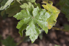 Hibiscus brackenridgei