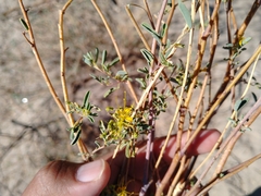 Cleomella palmeri