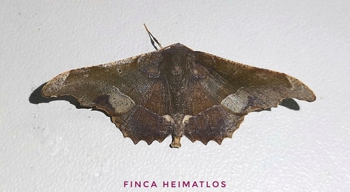 Patalene aenetusaria