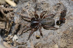 Coelotes atropos