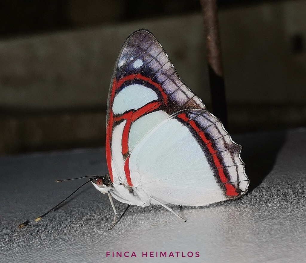 Pyrrhogyra edocla