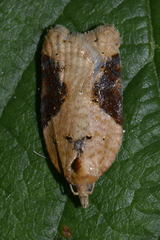 Acleris laterana
