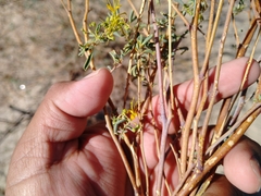Cleomella palmeri