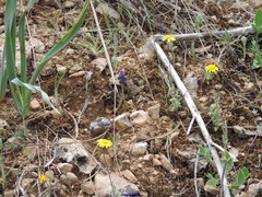 Asphodelus cerasiferus