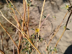 Cleomella palmeri