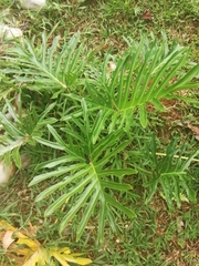 Thaumatophyllum bipinnatifidum