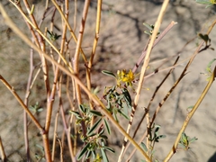 Cleomella palmeri
