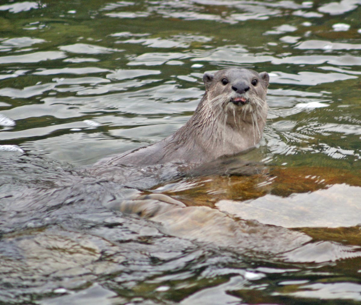 Smooth-coated otter