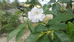 Tabebuia calcicola