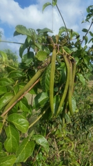 Amphilophium stamineum