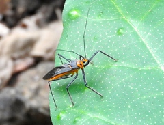Repipta fuscipes