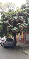 Dombeya × cayeuxii