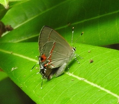 Electrostrymon hugon