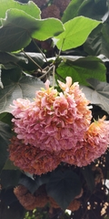 Dombeya × cayeuxii