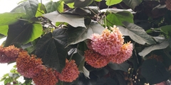 Dombeya × cayeuxii