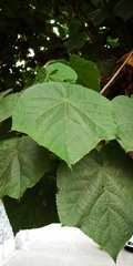 Dombeya × cayeuxii