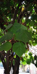 Dombeya × cayeuxii