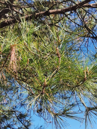 Herrera's pine (Pinus herrerae)