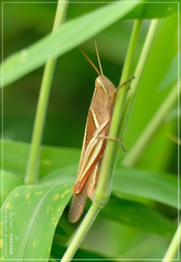 Stenocatantops mistshenkoi