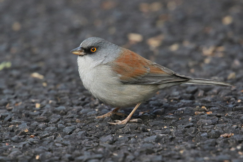 Yellow-eyed Junco