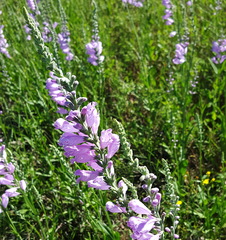 Physostegia pulchella