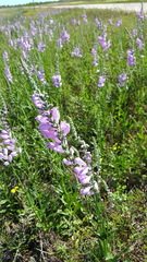 Physostegia pulchella