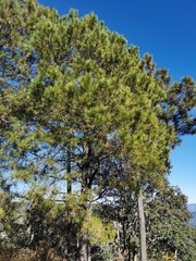 Pinus herrerae