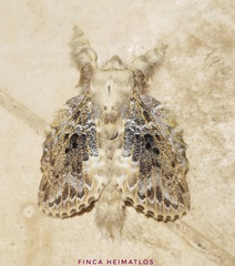 Euglyphis aleria
