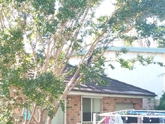 Platycercus elegans elegans