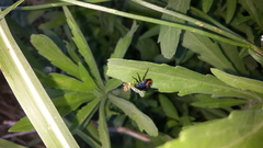 Tylospilus