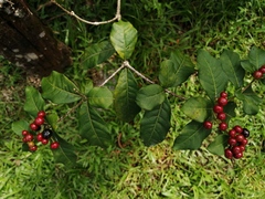 Rauvolfia