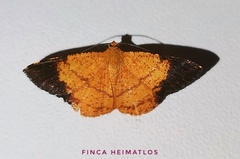 Pyrinia nigrapicalis