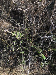 Ribes divaricatum pubiflorum